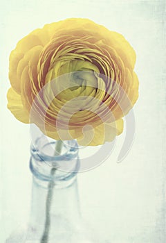 Yellow ranunculus flower