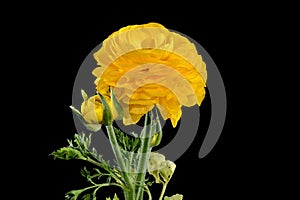 Yellow ranunculus flower on a black background