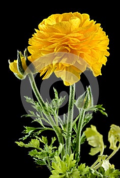 Yellow ranunculus flower on a black background