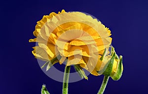 Yellow ranunculus flower on a blue background
