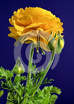 Yellow ranunculus flower on a blue background