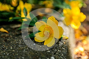 Yellow Ranunculus flower,  buttercup, spearwort, water crowfoot laying on a pavement border,