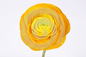 Yellow ranunculus flower on white background