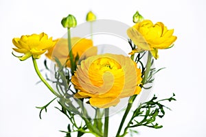 Yellow ranunculus flowers on white photo