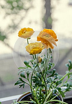 Yellow Ranunculus flowers at window, Ranunculaceae family