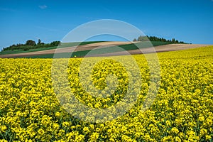 Yellow rape blooming in farm field, rolling hills and blue sky. Agriculture rural landscape