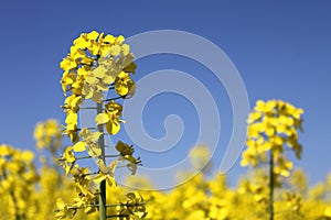 Yellow canola photo