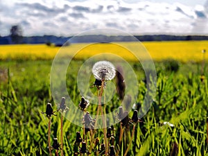 Yellow rape field