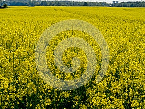 Yellow rape field