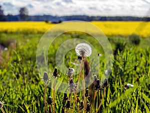 Yellow rape field