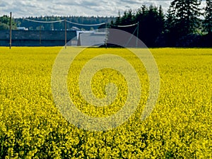 Yellow rape field