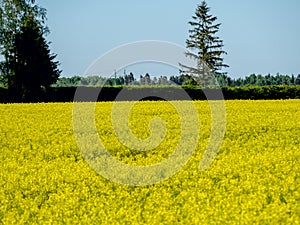 Yellow rape field