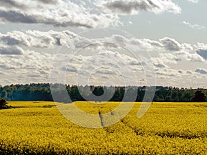 Yellow rape field