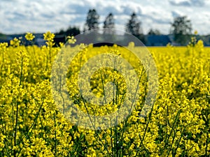 Yellow rape field