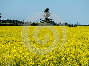 Yellow rape field