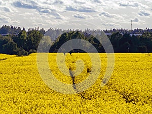 Yellow rape field