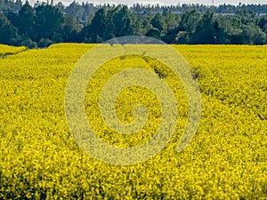 Yellow rape field