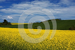 Yellow field