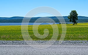 Yellow field, against the blue sky, mountains, lake, paved road and trees