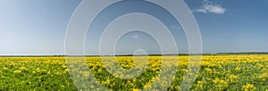 Yellow field and blue sky panorama