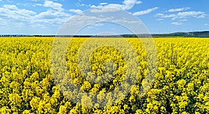 Yellow rape field with cloudy sky