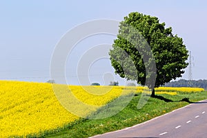 Yellow field and a roadside tree