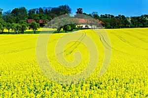 Yellow field in spring