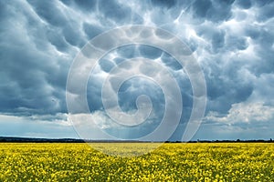 Yellow rape field on stormy sky background