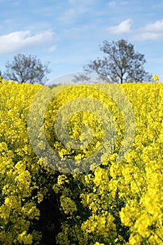 Yellow rape field with white clouds and blue sky , agriculture of Erurope.