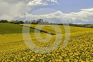 Yellow Fields near Goring on Thames
