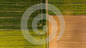 Yellow rape fields and plow soil, aerial drone view