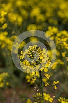 Yellow flower (differential focus)