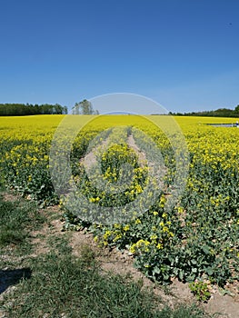 Yellow rape flower field near Gilching, upper Bavaria, Germany