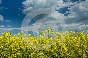 Yellow rape flowers, clouds on the sky