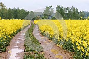 Yellow rape flowers in the farm land, road in a canola field