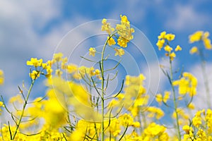 Yellow rape flowers in field with blue sky and clouds