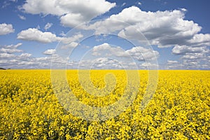 Yellow rape or oilseed field with blue sky and white clouds background