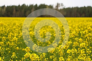 Yellow rape, rapeseed or canola field. Rapeseed field, Blooming canola flowers close up. Bright Yellow rapeseed oil. Flowering