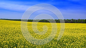 Yellow seed field in summer.