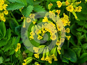 Yellow rape turnip flowers in macro closeup, blooming field mustard plant during spring season, nature background