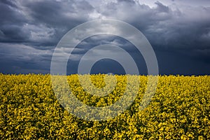 yellow rapeseed canola field and dramatic blue, white storm cloud