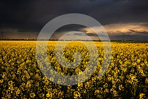 yellow rapeseed canola field and dramatic blue, white storm cloud