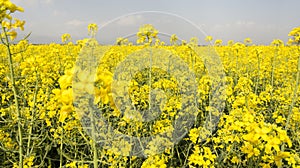 Yellow rapeseed or canola field horizontal landscape-cultivating plants for green energy