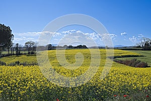 Yellow rapeseed canola field landscape on a blue sunny sky