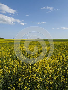 Yellow rapeseed canola field in rural landscape in Skåne (Scania) Sweden during bright spring day