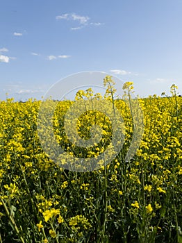 Yellow rapeseed canola field in rural landscape in Skåne (Scania) Sweden during bright spring day