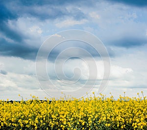 yellow rapeseed canola field at spring time with dramtic sky