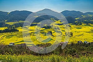 Yellow rapeseed (canola) flower field in spring, Luoping, China