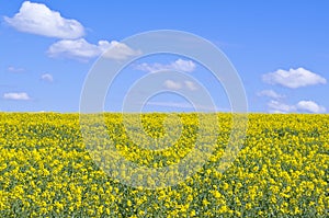 Yellow rapeseed field