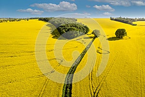 Yellow rapeseed field aerial view with green trees and marks